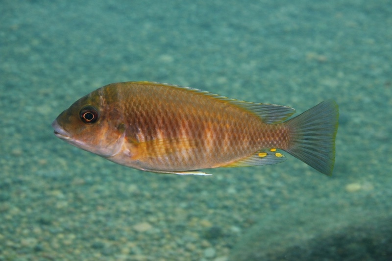 Petrochromis orthognathus 'Halembe'